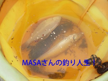 masa01218.gif