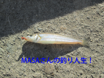 masa01231.gif