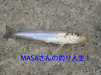 masa01232.gif