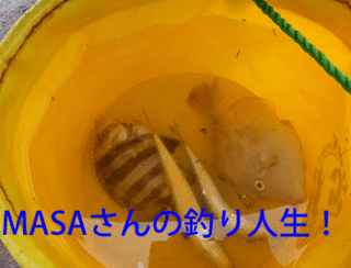 masa01539.gif