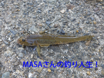 masa01681.gif