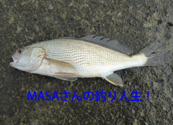 masa01782.gif