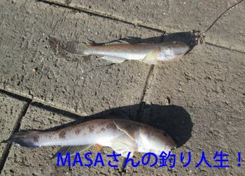 masa01242.gif