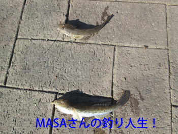 masa01243.gif