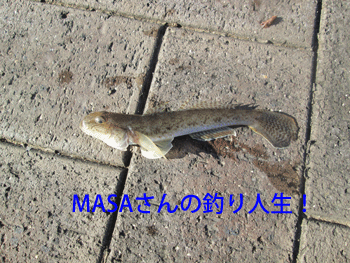 masa01244.gif
