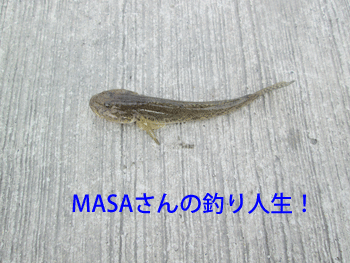 masa01247.gif
