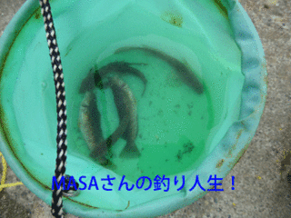 masa01338.gif