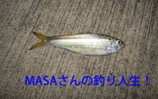 masa01400.gif