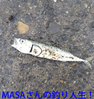 masa01513.gif
