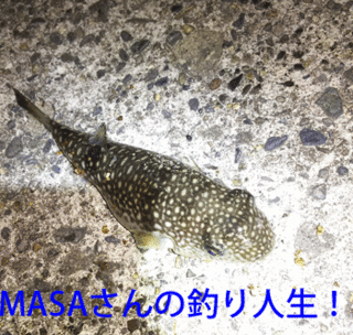masa01531.gif