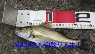 masa01536.gif