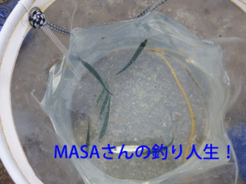 masa01657.gif
