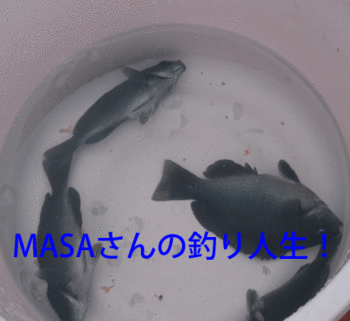 masa01773.gif