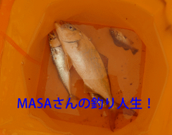 masa01839.gif